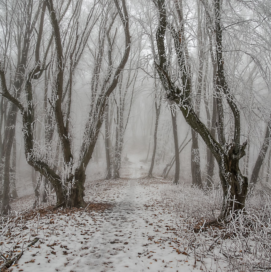 photo "***" tags: landscape, forest, Кавказ