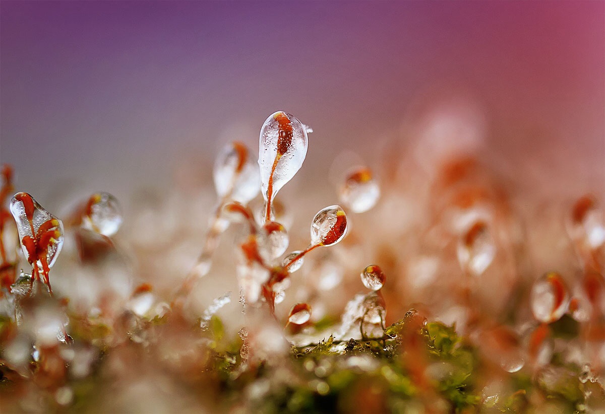 photo "***" tags: nature, macro and close-up, 