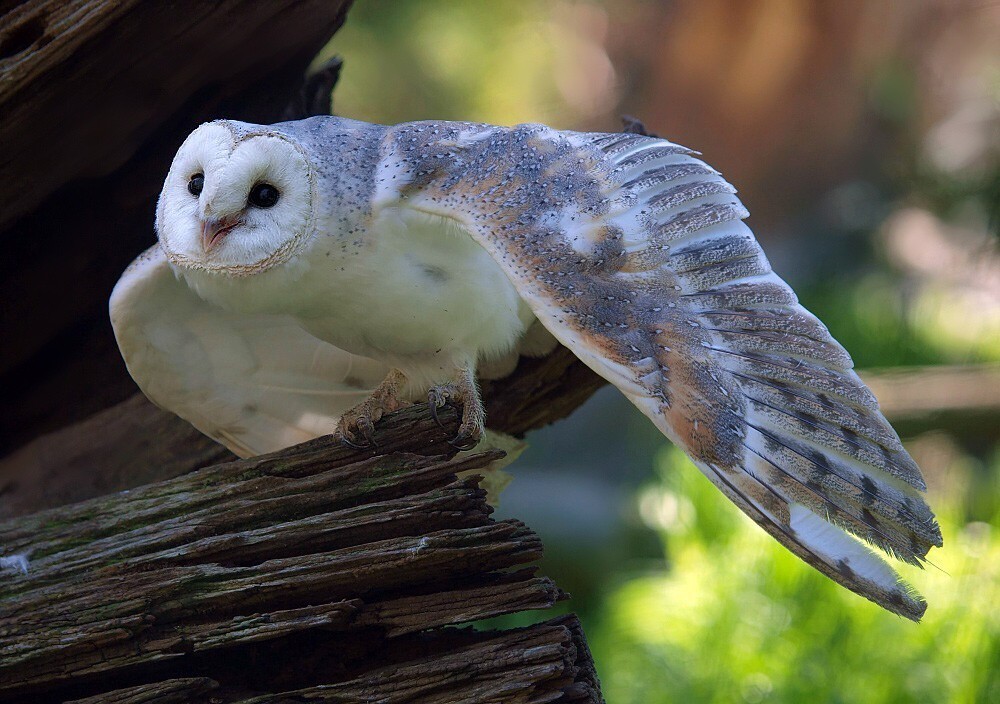 photo "Owl" tags: nature, 