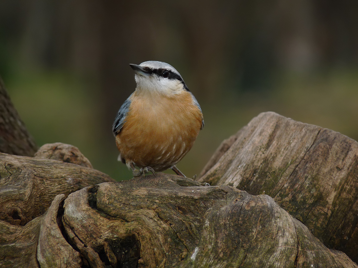 photo "***" tags: nature, wild animals