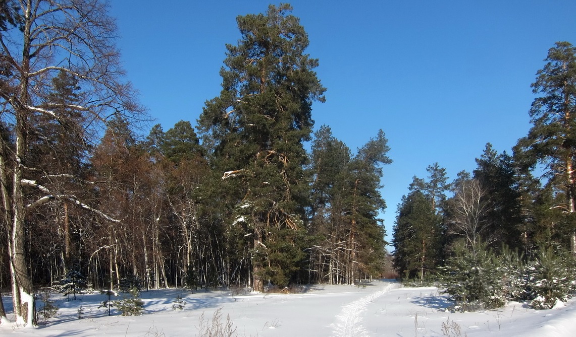 photo "***" tags: landscape, forest, winter, мороз