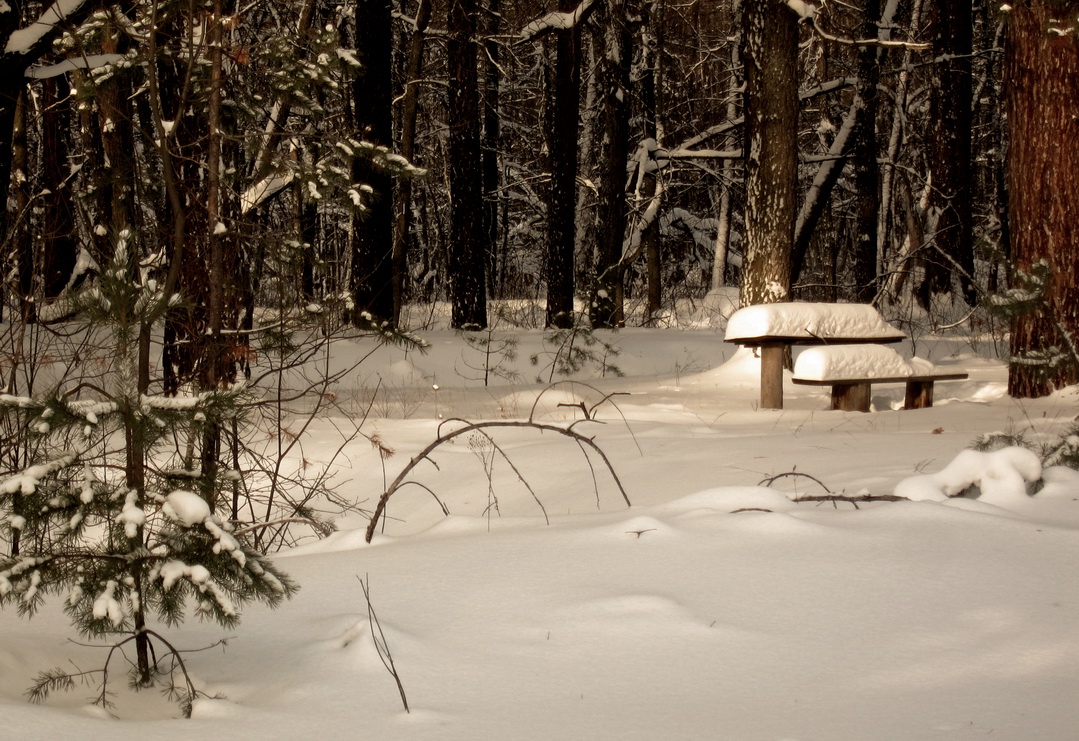 фото "Место встречи изменить нельзя" метки: пейзаж, зима, лес, мороз