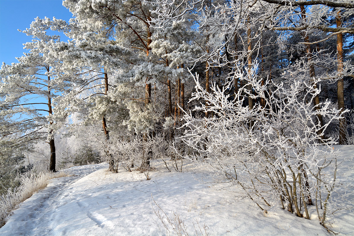 photo "***" tags: landscape, nature, forest, hoarfrost, winter
