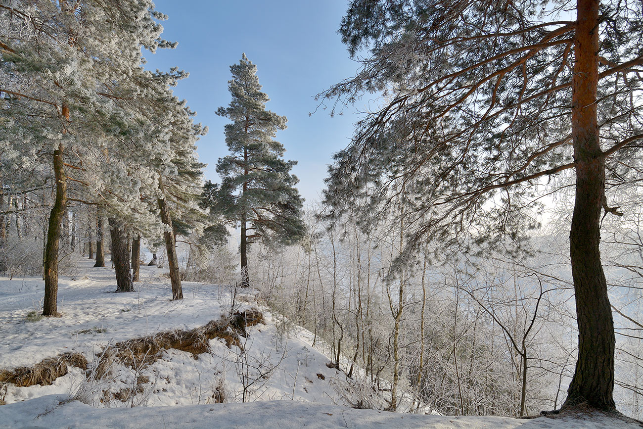 Родной край зимой. Край леса зимой. Природа моего края зима. Край лес зима. Таруса лес.