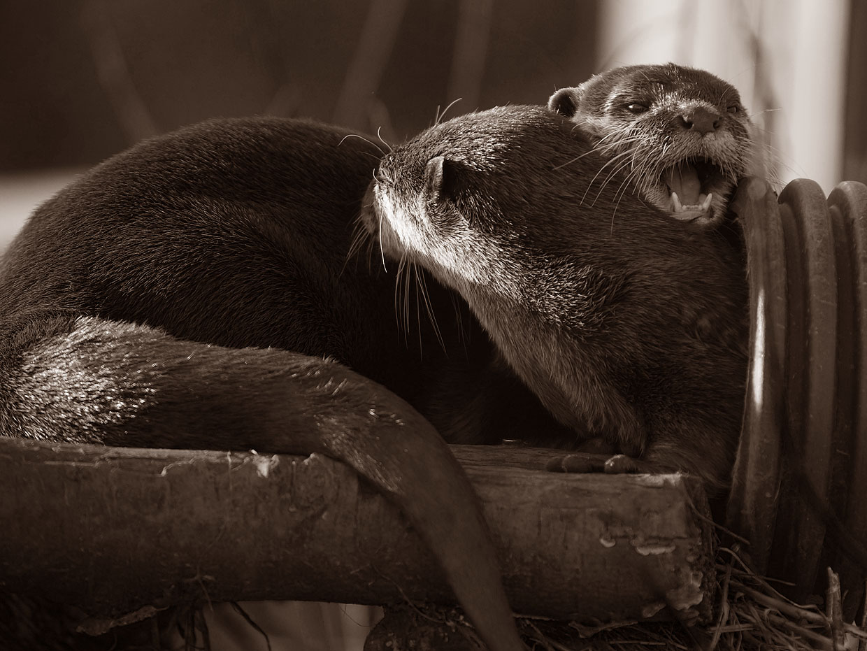photo "Otters" tags: nature, 