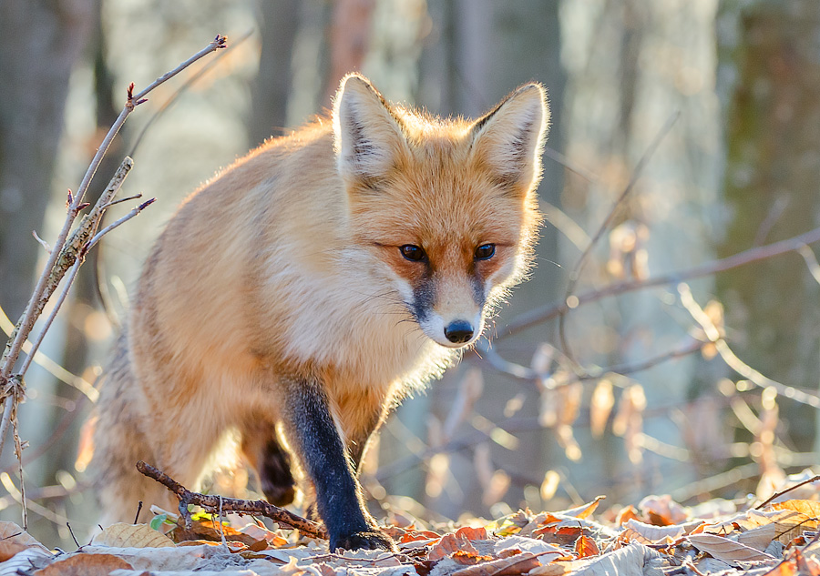 photo "***" tags: nature, forest, wild animals, Кавказ