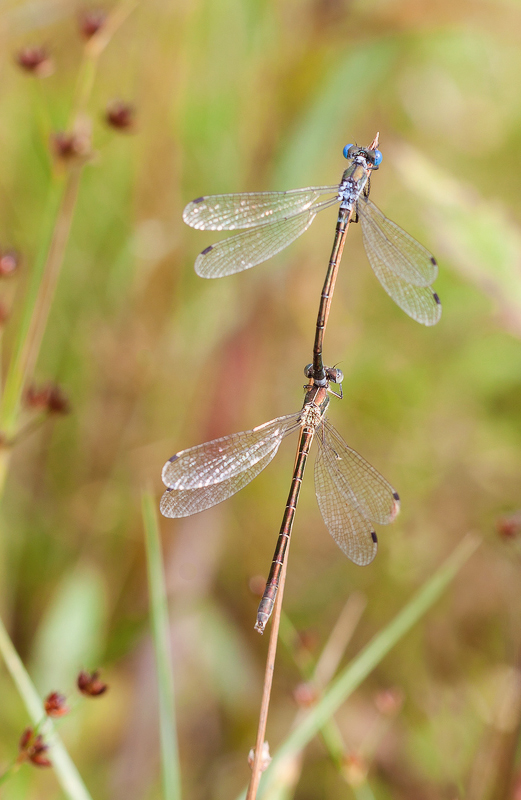 photo "***" tags: macro and close-up, nature, 