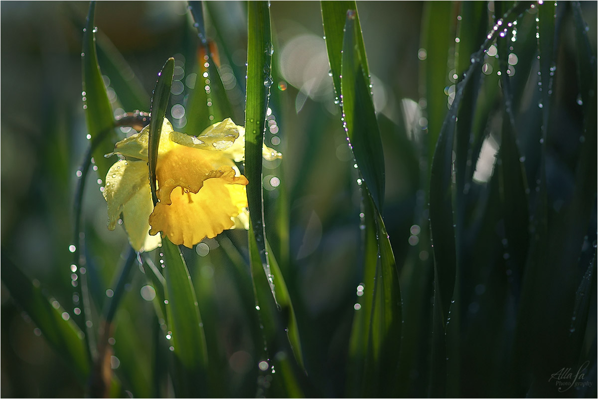 photo "***" tags: nature, macro and close-up, fragment, 