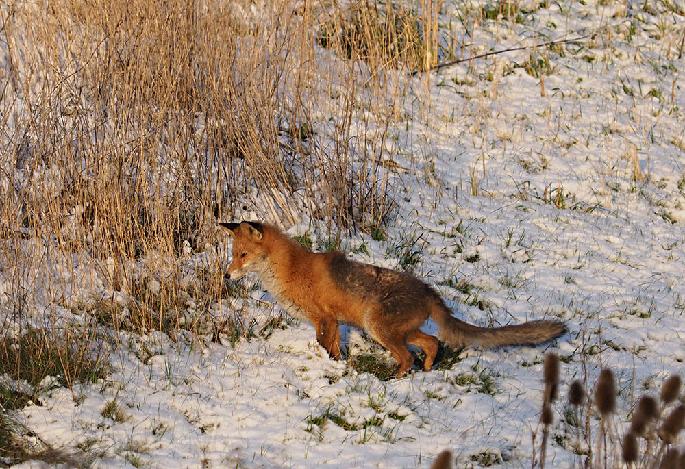 photo "Fox" tags: nature, portrait, reporting, 