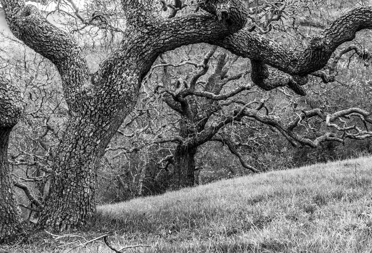 фото "Дубовая Роща Поздней Осенью" метки: пейзаж, природа, фрагмент, Дуб Oak