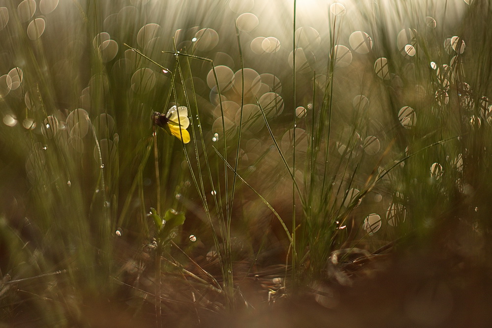 photo "***" tags: nature, macro and close-up, 