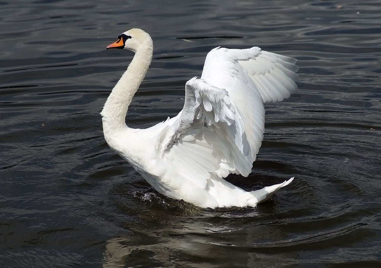 фото "***" метки: природа, 