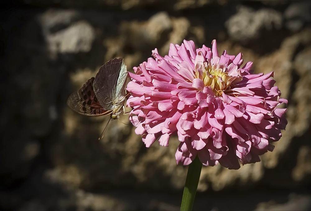 photo "***" tags: macro and close-up, nature, butterfly, август, цветок
