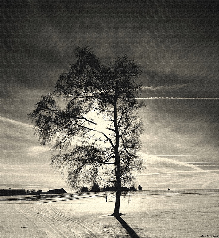 photo "SunGoesDown" tags: black&white, Man Jove, black white, jörg vetter, sepia, sun, tree