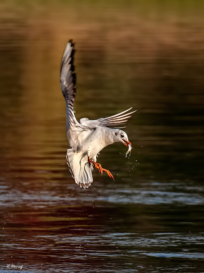 photo "The catch 3" tags: nature, 