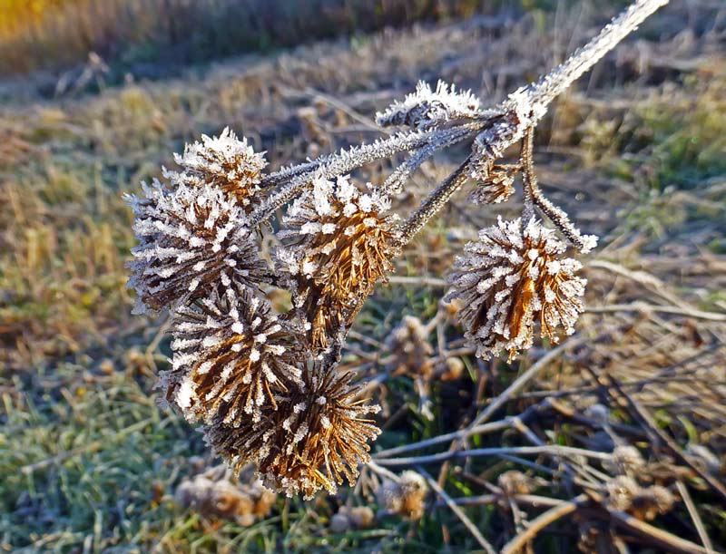 photo "Заморозки" tags: nature, autumn, plant, заморозки