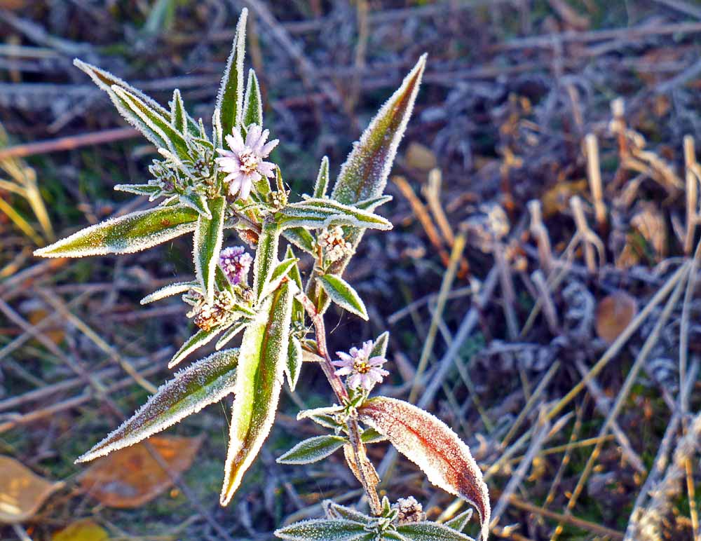 photo "Цветок" tags: nature, autumn, hoarfrost, цветок