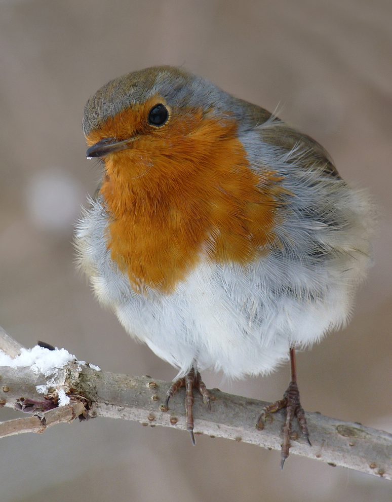 photo "***" tags: macro and close-up, wild animals