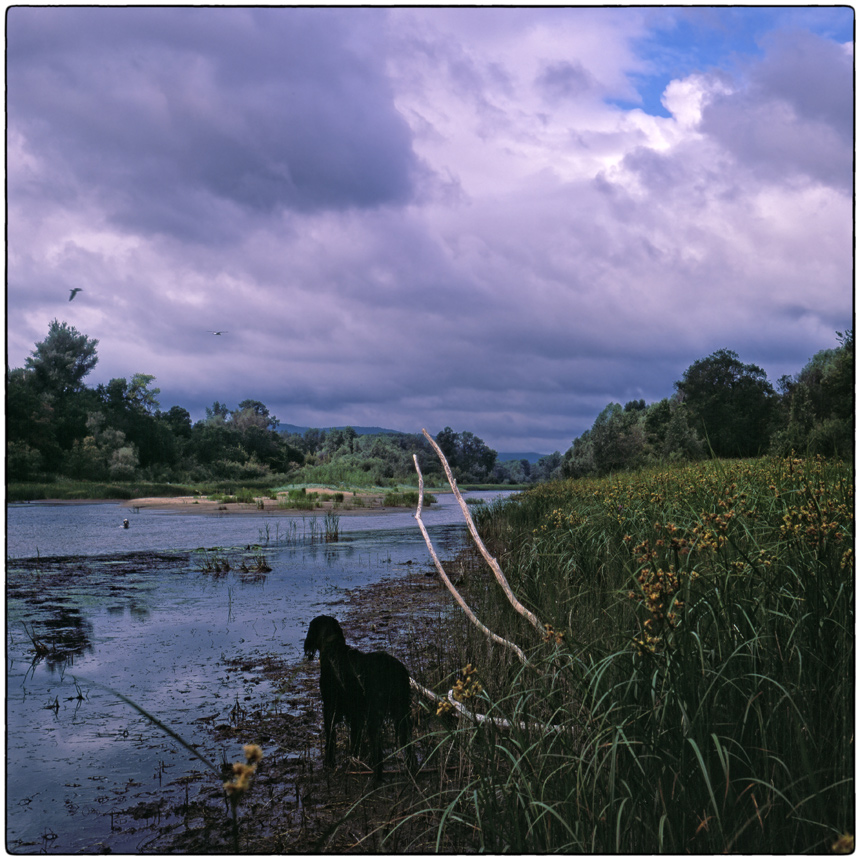 photo "About two setters and two seagulls" tags: landscape, nature, 120, 6x6, FUJICHROME Provia 100 F, TLR, Yashica Mat Em