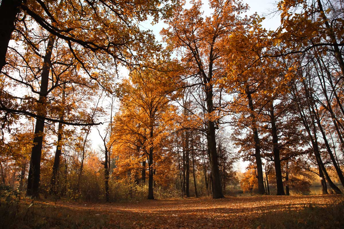 photo "***" tags: landscape, озеро осень утро