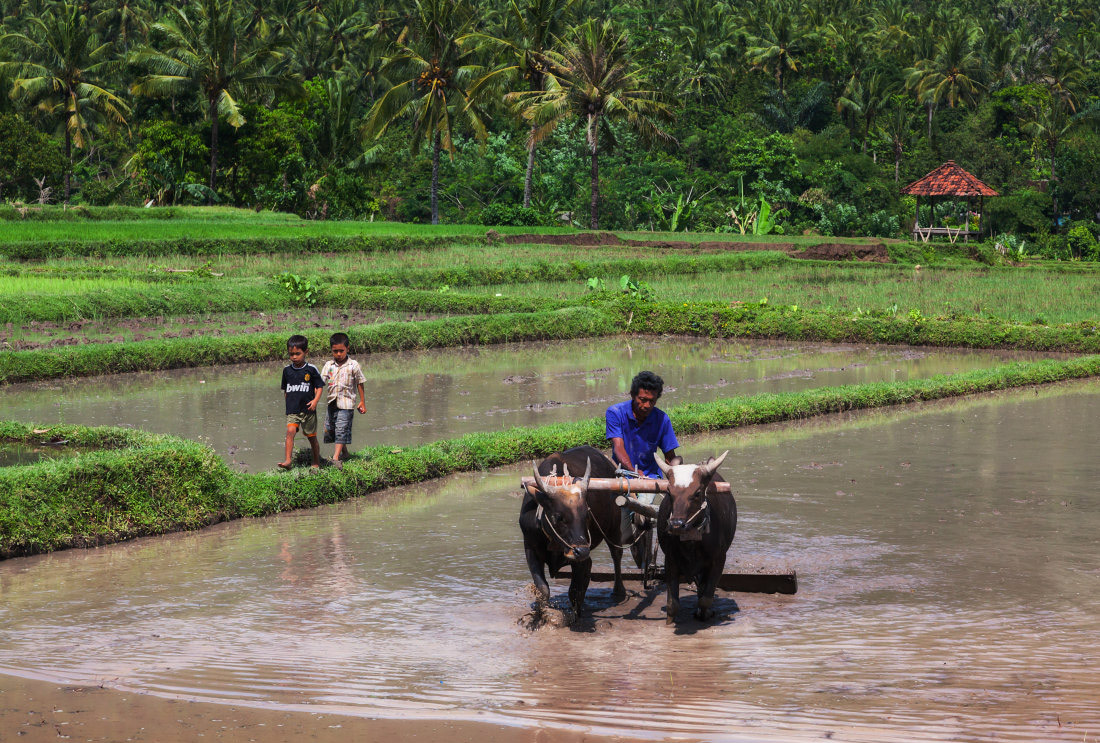 фото "Шагая по полям" метки: путешествия, Индонезия, Ломбок, быки, джунгли, мальчики, поля, рис