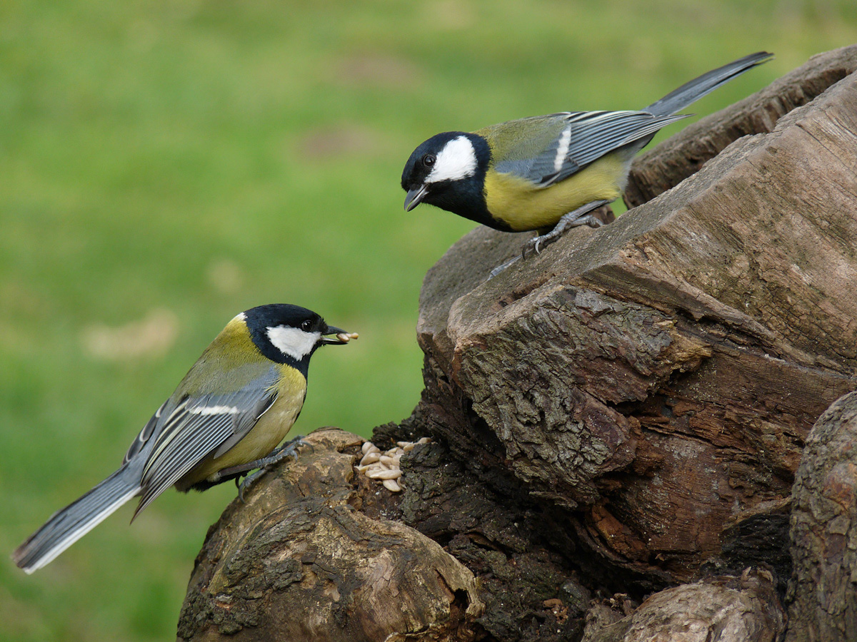 photo "***" tags: nature, wild animals