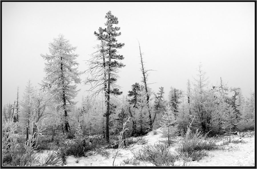 photo "***" tags: landscape, taiga, winter, мороз