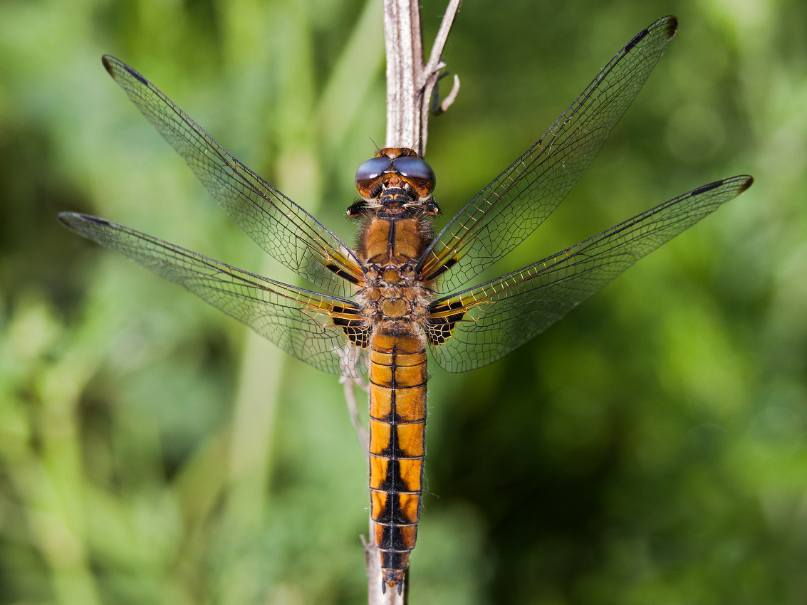 photo "***" tags: macro and close-up, 