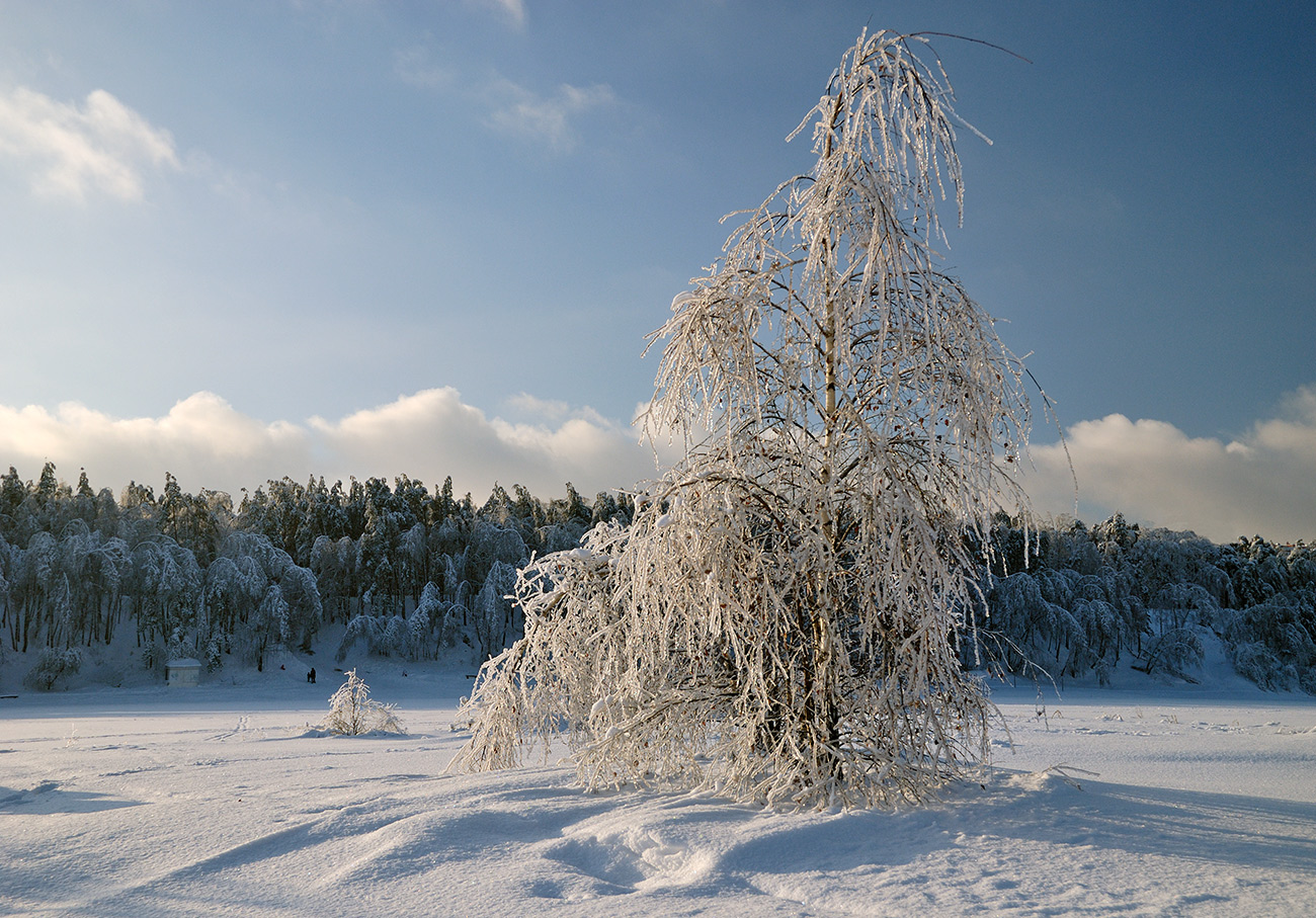 фото "Когда берёзы звенят.#" метки: пейзаж, природа, зима, иней, лес