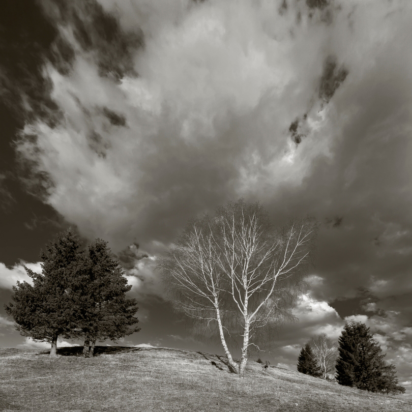 фото "Апрельский склон" метки: черно-белые, пейзаж, Берёза, весна, елки, облака, склон
