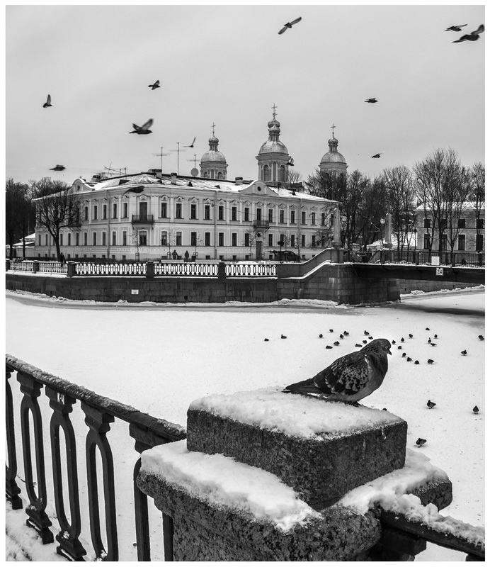 фото "Питер, зима, голуби" метки: черно-белые, город, 