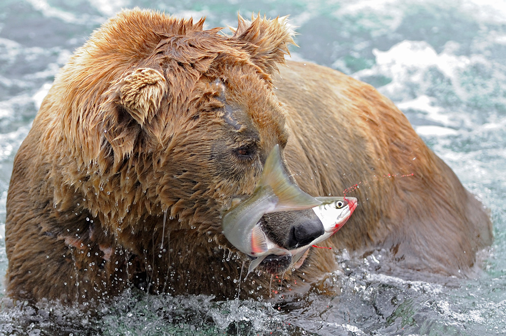 фото "Fish&Bear" метки: природа, путешествия, 