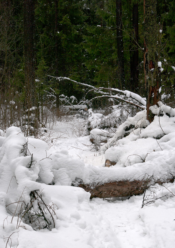 photo "On a path" tags: landscape, travel, nature, forest, snow, winter, деревья, мороз, сосны