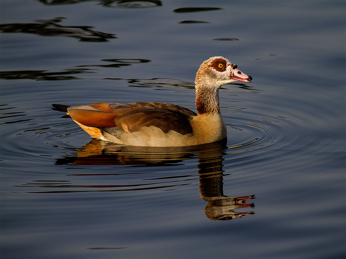 photo "Goose" tags: nature, 