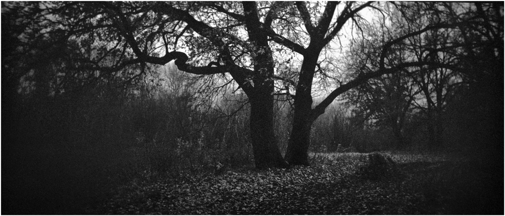 photo "***" tags: black&white, nature, 120, 6x12, Holga120Pan