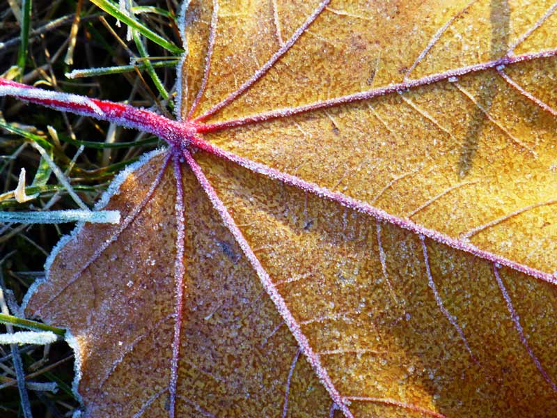 photo "***" tags: macro and close-up, autumn, hoarfrost, кленовый лист