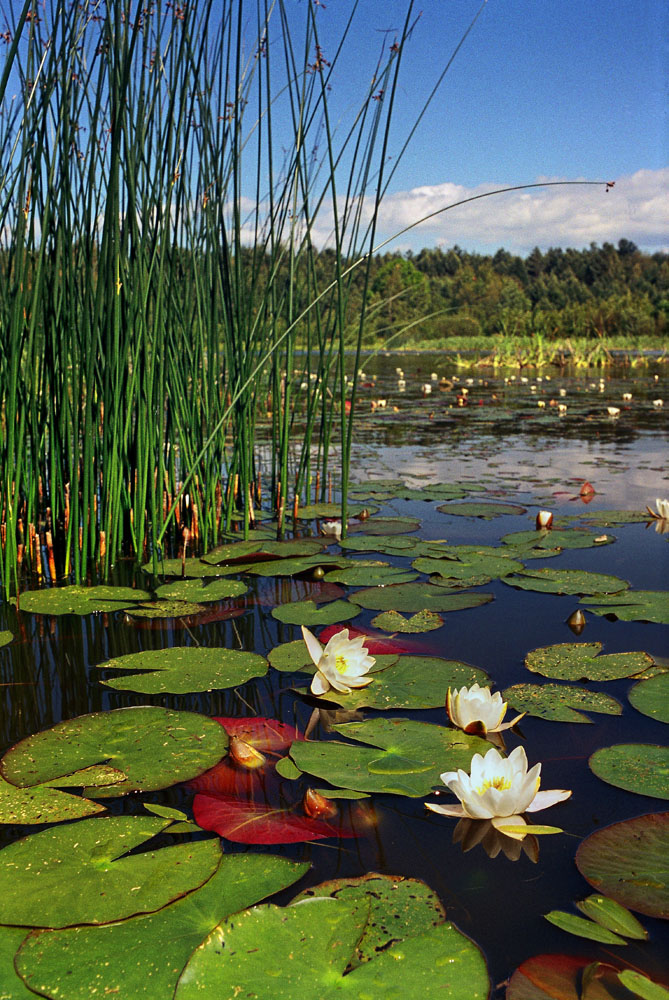 фото "Кувшинки" метки: пейзаж, озеро, растения