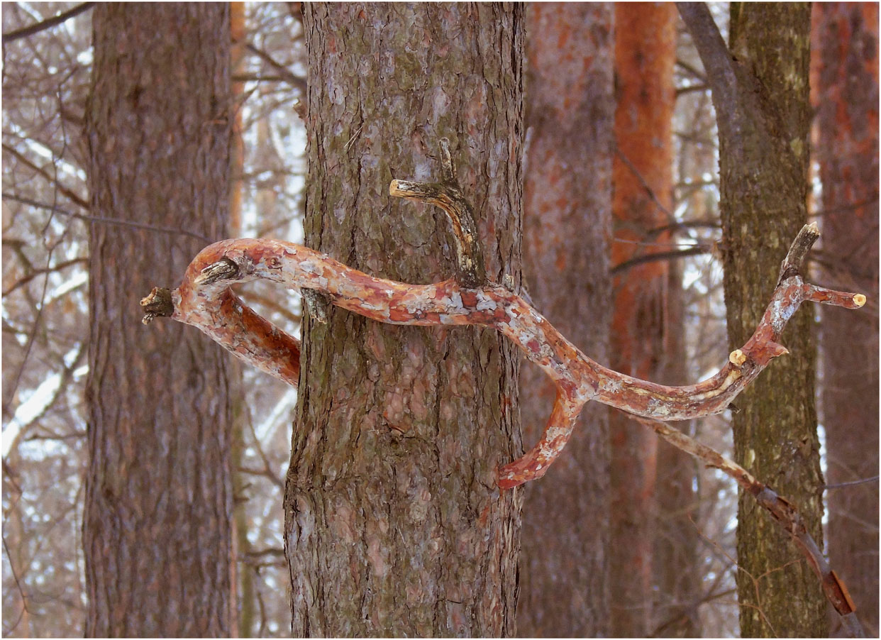 photo "Mystery of nature." tags: landscape, nature, forest, winter, загадка