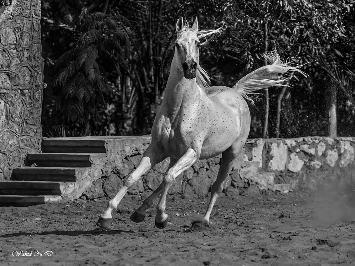 photo "Arabian Vigour" tags: sport, portrait, Fauna., Horses