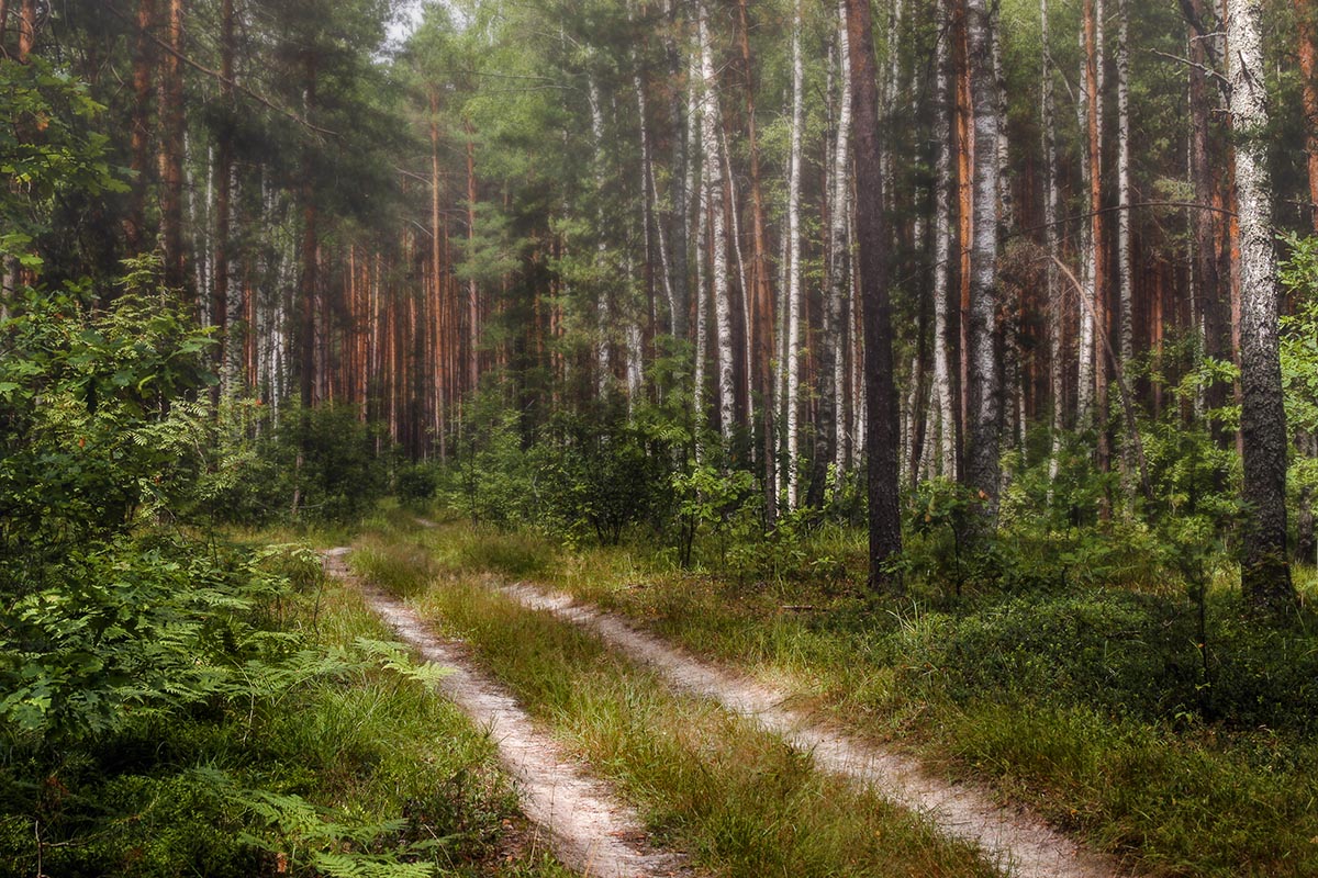 photo "***" tags: landscape, forest, summer