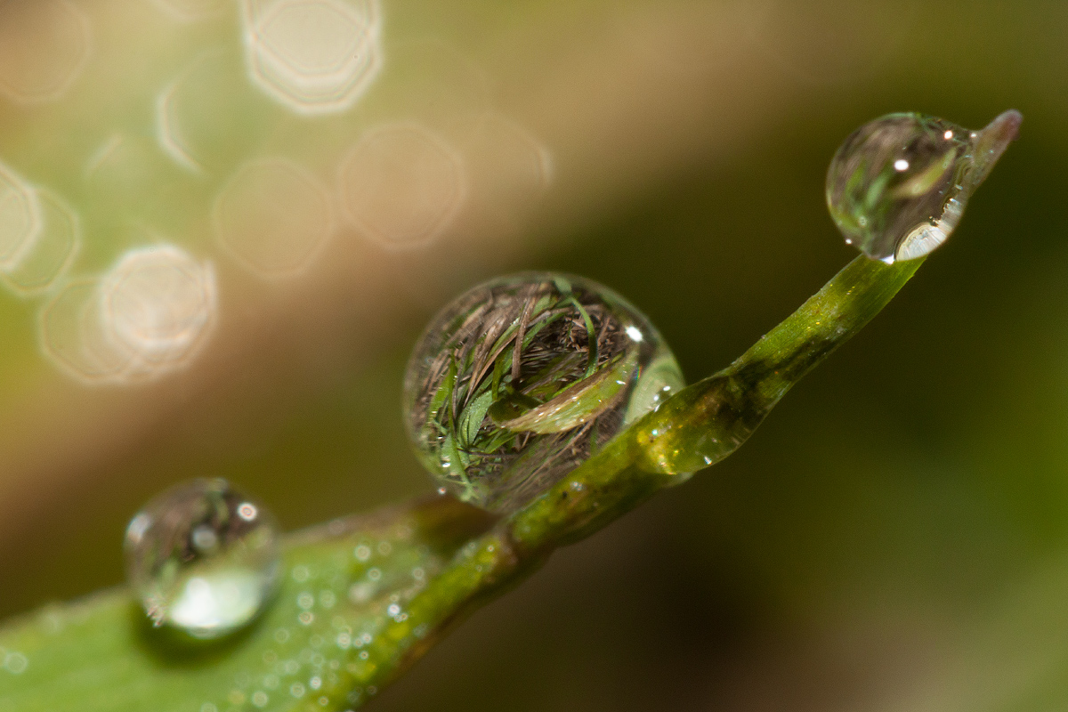 photo "***" tags: macro and close-up, 