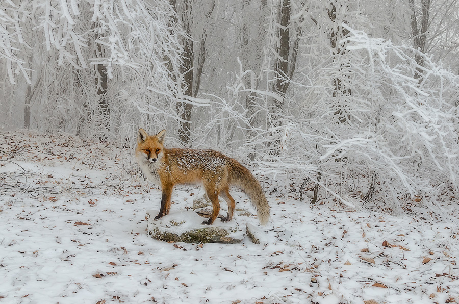 photo "***" tags: nature, forest, Кавказ