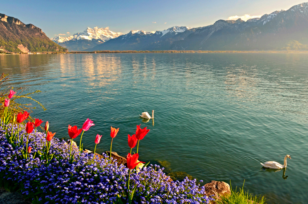 фото "Озеро в Монтрё" метки: , горы, лебеди, озеро, цветы