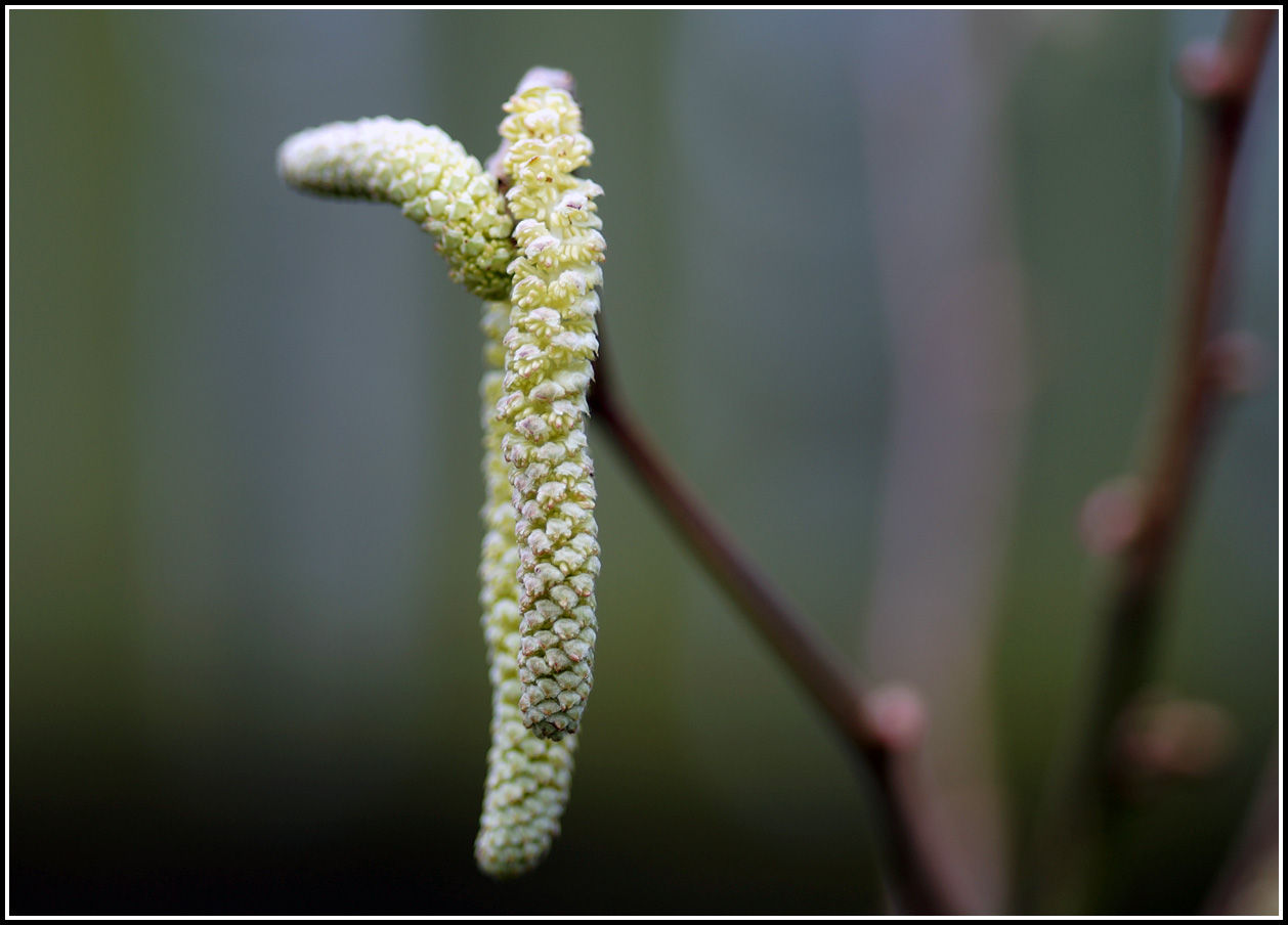 фото "Скоро весна..." метки: природа, 