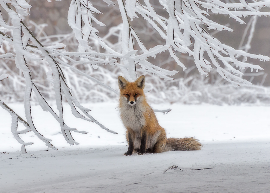 фото "Заждалась" метки: природа, 