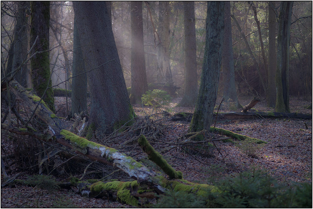 фото "Forest" метки: пейзаж, 