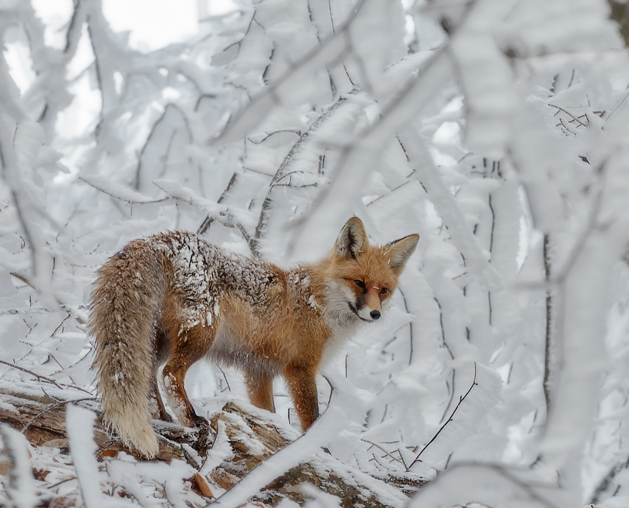 photo "***" tags: nature, forest, wild animals, Кавказ