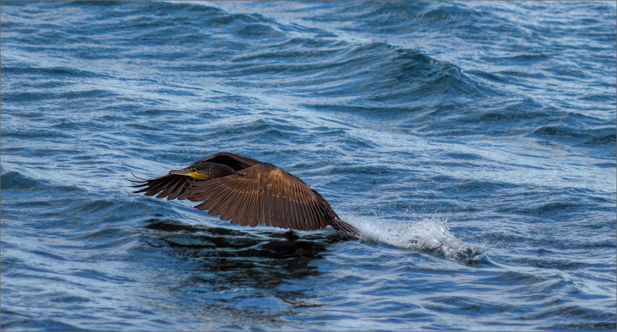 photo "Estilo mariposa" tags: nature, Europe, sea, water, wild animals, winter, птицы