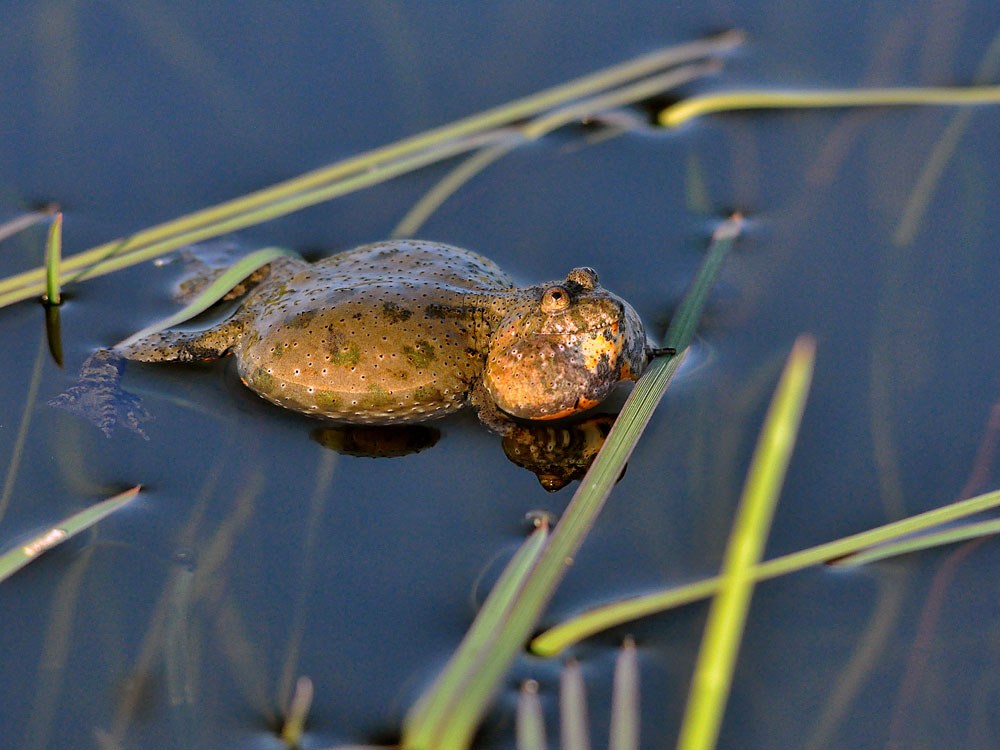 photo "***" tags: macro and close-up, lake, животные