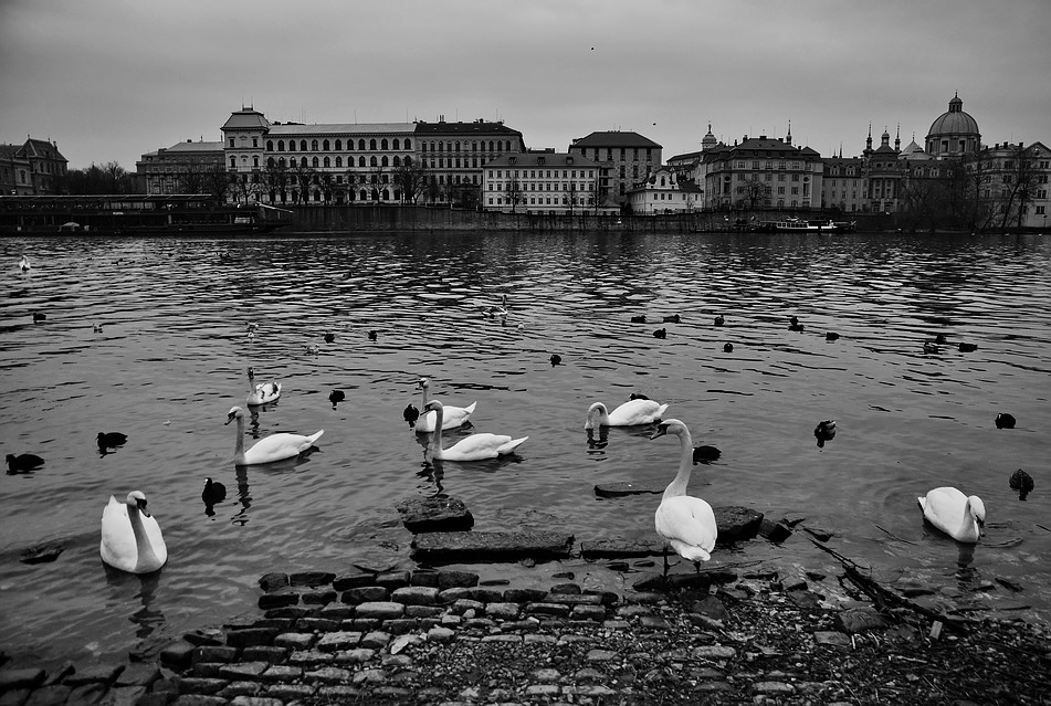 photo "Y реки Влтавы-2" tags: black&white, Prag, Prague, Praha